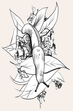 Banana Slug