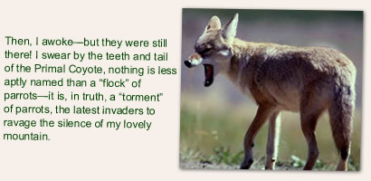coyote