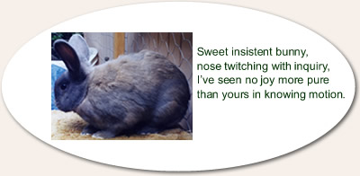 Sweet, insistent bunny...