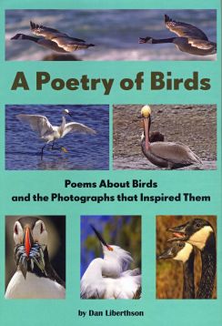 A Poetry Of Birds