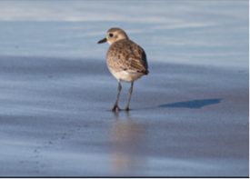 Black-bellied Plover