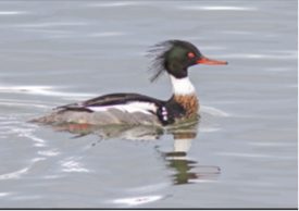 Red-breasted Merganser