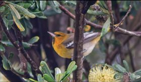 Bullock’s Oriole