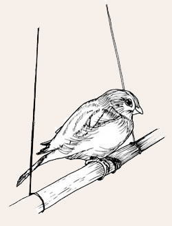 Canary