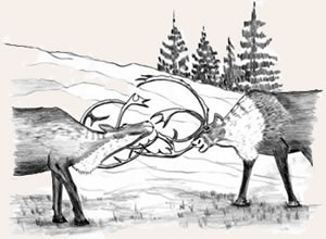 Caribou