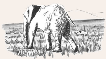Missing Elephant
